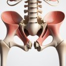 수지구청역서울탑본의원 | 고관절의 구조와 기능, 그리고 관리 방법에 대한 이해