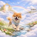 기장효사랑 | [작년연말~연초] 나의 일상 (feat. 그리운포비)