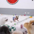 퍼피스프링 부천점 이미지