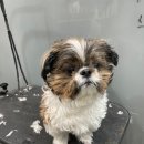 강남애니펫샵 이미지