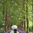 우로지 자연숲 공원(메타세쿼이아길) | 영천 우로지 맥문동 자연숲생태공원 메타세콰이어길