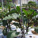 우금2농장 이미지