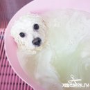 개털깎는집 이미지