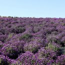 신안축구장 축구장 이미지