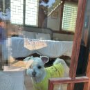 포포 스테이 | 경주 가족여행 숙소 / 경주 오루한옥스테이 "누리" / 애견동반🐶 한옥펜션🏘️ / 강아지랑 가족 여행...