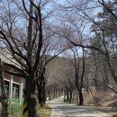 원이중학교이원분교장 | 태안 벚꽃명소, 가재산 벚꽃 개화상황 실시간(3/31기준)