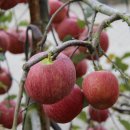 배내골사과정보화마을 이미지