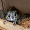 울산광역시 야생동물구조관리센터 이미지