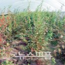 김진철농장 이미지