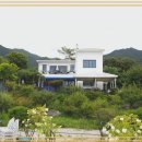 나의 댕댕이 이미지