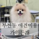 가위든개 | 부전동 애견미용 목욕3회차 가위든개 방문기