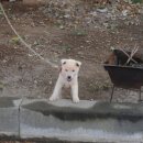 백구파출소 이미지