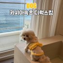 나은 강아지나라 | 애견동반속초여행 카시아속초 디럭스킹 펫 올인클루시브 내돈내산 후기