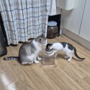 PAWS N PAWS(포즈앤포즈) | 한가한 타투이스트에게 간만에 찾아온 개 바쁜 일주일(ㅈㄴ긺 주의)