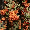 심해용농장 | 영월 이룸농장 - 카페인 zero 카테킨은 6배- 비타민나무잎차