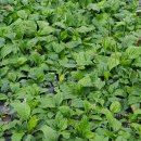 질경이농장 이미지