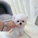 온퍼피 프리미엄 전주강아지분양 본점 이미지