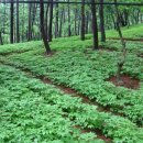 진부농장 이미지