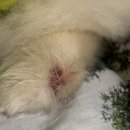 르엘동물의료센터 | 포비랑 병원, 김해 장유 율하 르엘동물의료센터