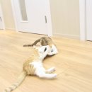 캣츠아일랜드 이미지