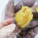 마로낙우회영농조합법인 | 높은 당도 맛있는 영암몰 햇고구마 보관방법