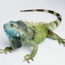 이구아나 이미지