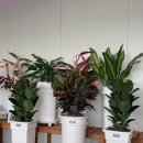 다향화원 이미지