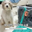 내 품 안의 반려견 마포점 | 반려견 강아지 소형견 이동가방 크로스백 백팩 대중교통 연희동 쇼룸 뮤니쿤트 바이랩백