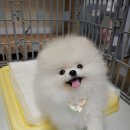 아우어펫 이미지