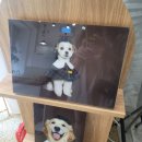 진이와보리의하루 이미지