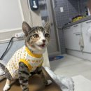 카라 | [내돈내산] 중성화 환묘복·넥카라 솔직 후기｜처음엔 데굴데굴, 결국 적응