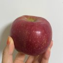 [사과 맛집] 세척사과 가정용 못난이사과 온라인 주문으로 먹어본 썬플러스 사과 내돈내산 후기