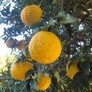 마리스남해 이미지