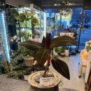 리즈플라워 | 결혼 선물로 고른 회룡역꽃집 리즈플라워 꽃바구니 후기