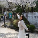 대전광역시노인복지관 | 대전 벚꽃명소 테미공원 벚꽃 실시간 지금 가야 하는 이유 주차 현실 꿀팁 사진스팟 포인트까지 총정리