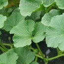 건이네 농장 이미지