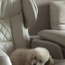 나에개로 | [송도] 나에개로 강아지 미용 재방문 후기