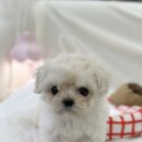 내 품안의 반려견(강서점) 이미지