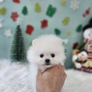 바른 애견 이미지