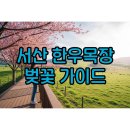 선정목장 | 서산 한우목장 벚꽃 개화시기·벚꽃길 가이드