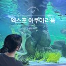 대전 엑스포 아쿠아리움 공연 시간 포함 장단점 방문 후기