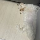루이비독 이미지