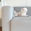 풍동 동물병원 이미지