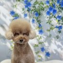 홀리몰리살롱 이미지