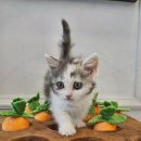 도그마루 강아지고양이 목동점 이미지