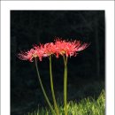 주홍민박 이미지