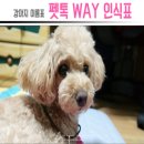 강아지 이름표 펫톡 WAY 인식표 이벤트 후기