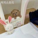 퍼피스토리 이미지