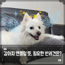 엔젤심리 | 강아지 엔젤링 뜻, 필요한 반려견은?
