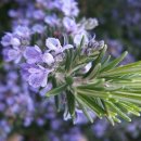 로즈마리숲 이미지